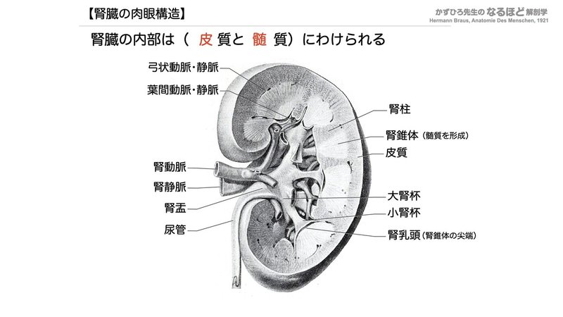 【徹底的国試対策】5-1 泌尿器系 - 腎臓.061