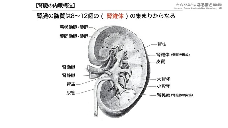 【徹底的国試対策】5-1 泌尿器系 - 腎臓.063