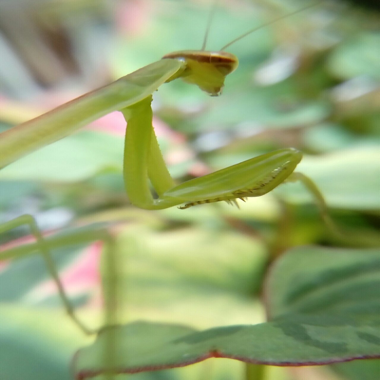 庭のカマキリ幼虫の成長 カマキリ写真 月澄狸 Note