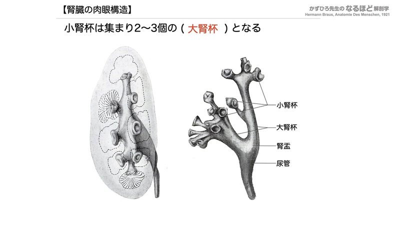 【徹底的国試対策】5-1 泌尿器系 - 腎臓.073