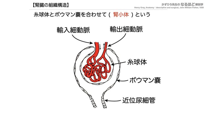 【徹底的国試対策】5-1 泌尿器系 - 腎臓.077