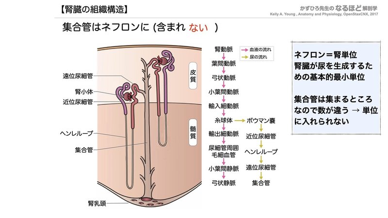 【徹底的国試対策】5-1 泌尿器系 - 腎臓.081