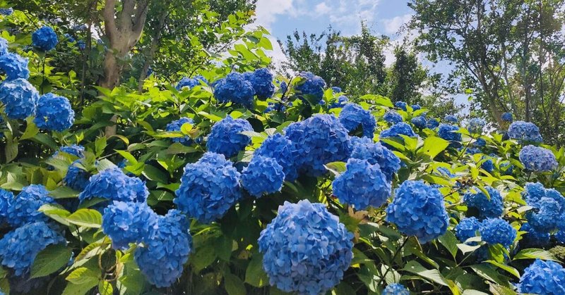 散らない花 紫陽花 ノリノリ Note