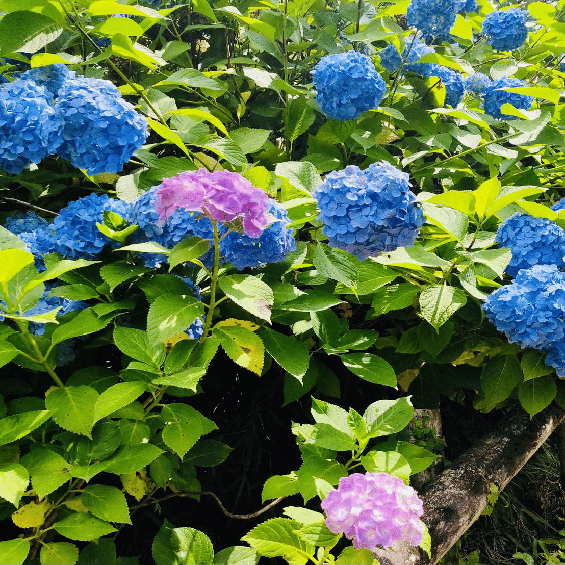 散らない花 紫陽花 ノリノリ Note