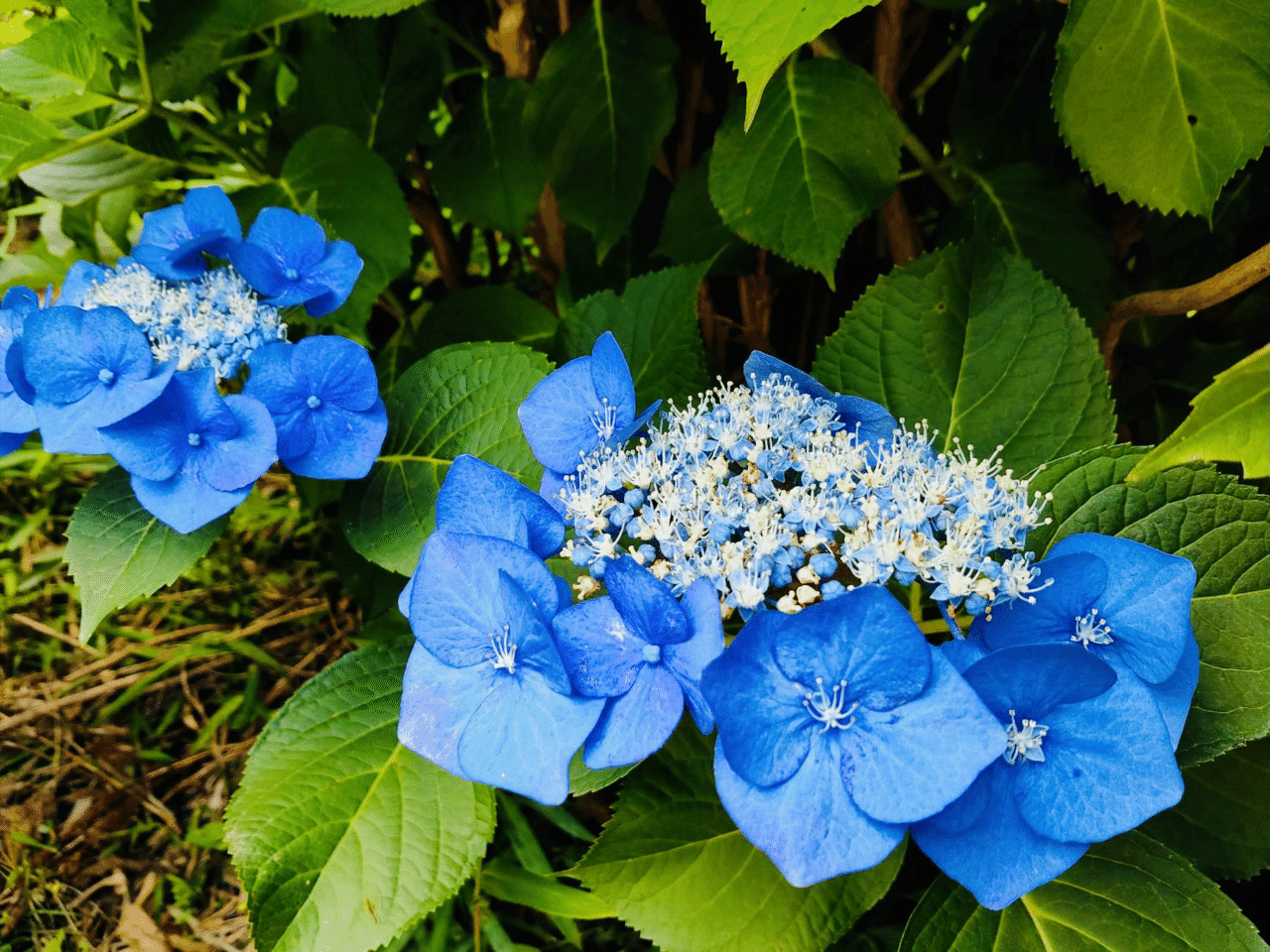 散らない花 紫陽花 ノリノリ Note