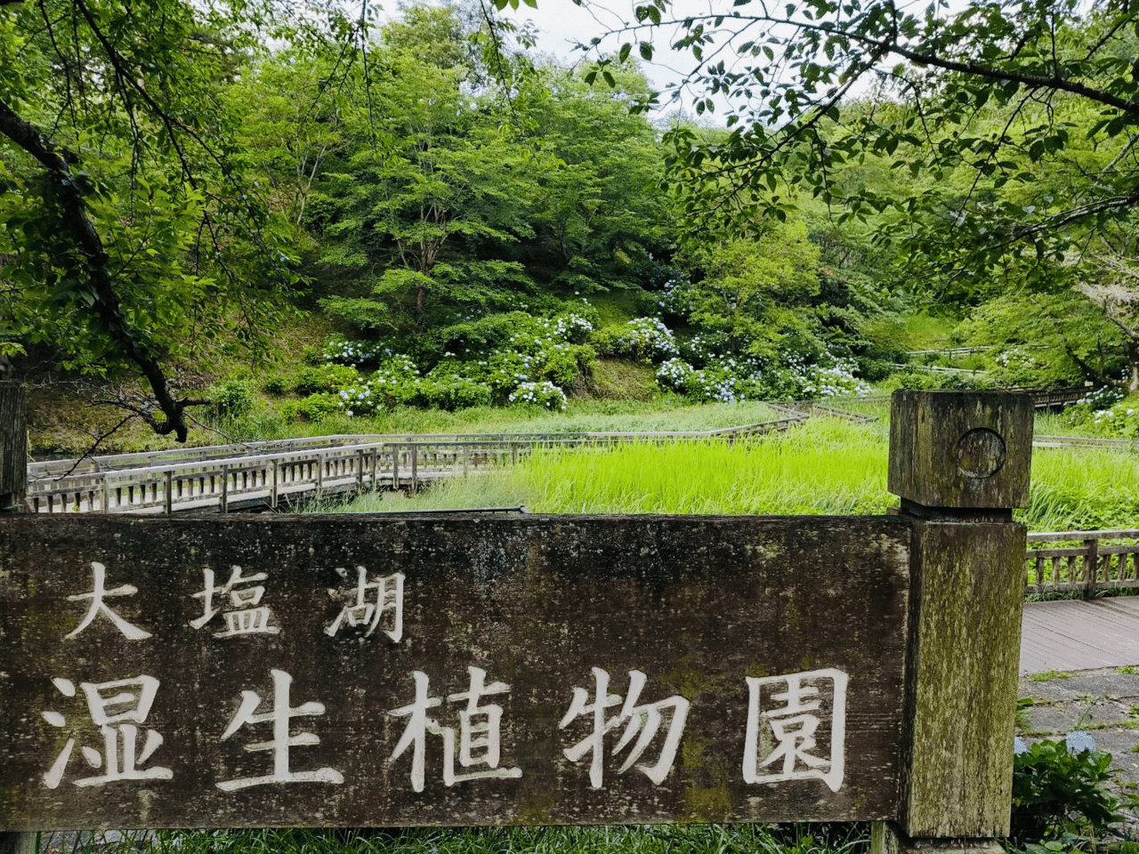 散らない花 紫陽花 ノリノリ Note