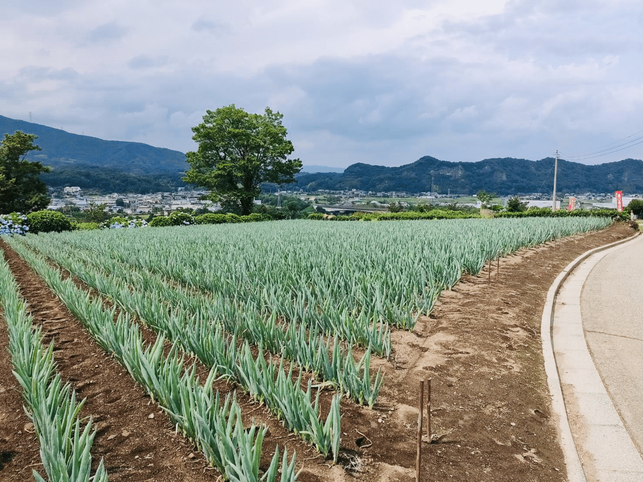 散らない花 紫陽花 ノリノリ Note
