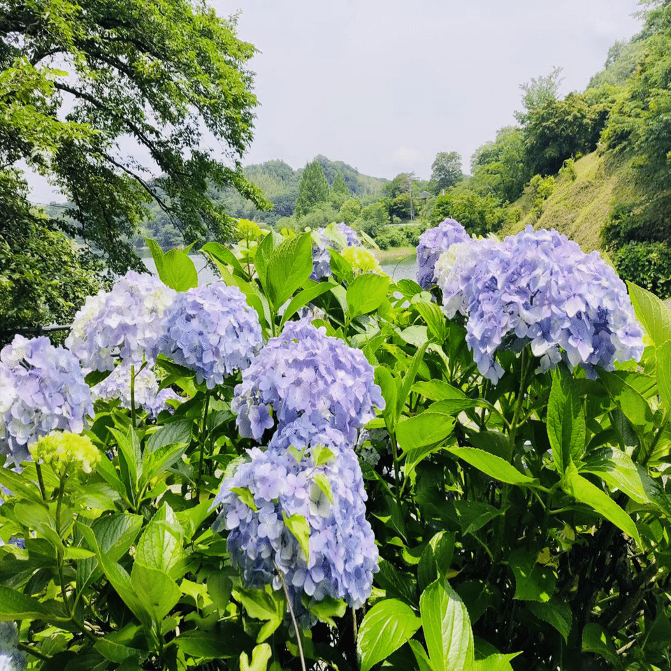 散らない花・紫陽花｜ノリノリ