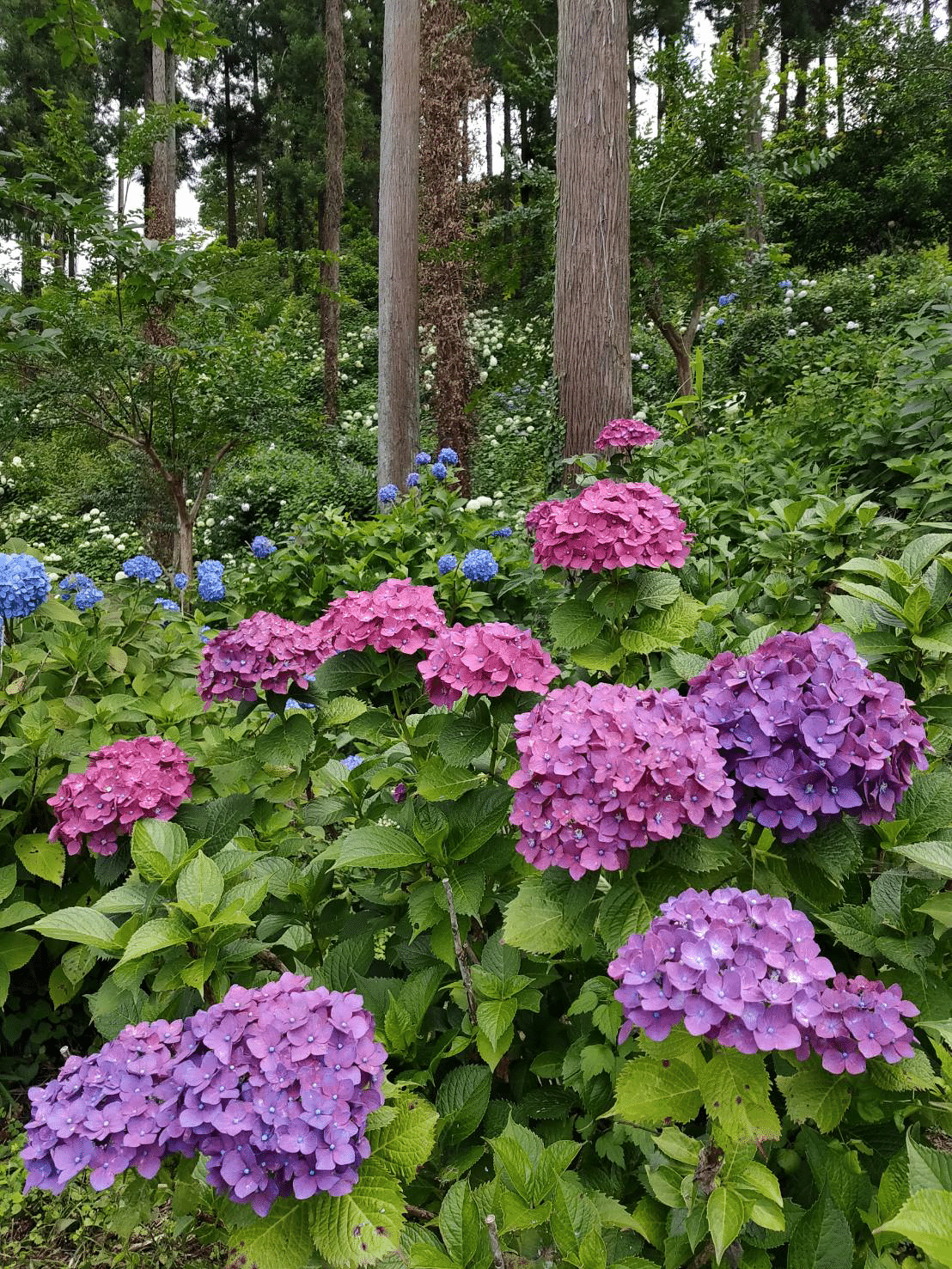 散らない花 紫陽花 ノリノリ Note 散らない花 紫陽花 ノリノリ Note