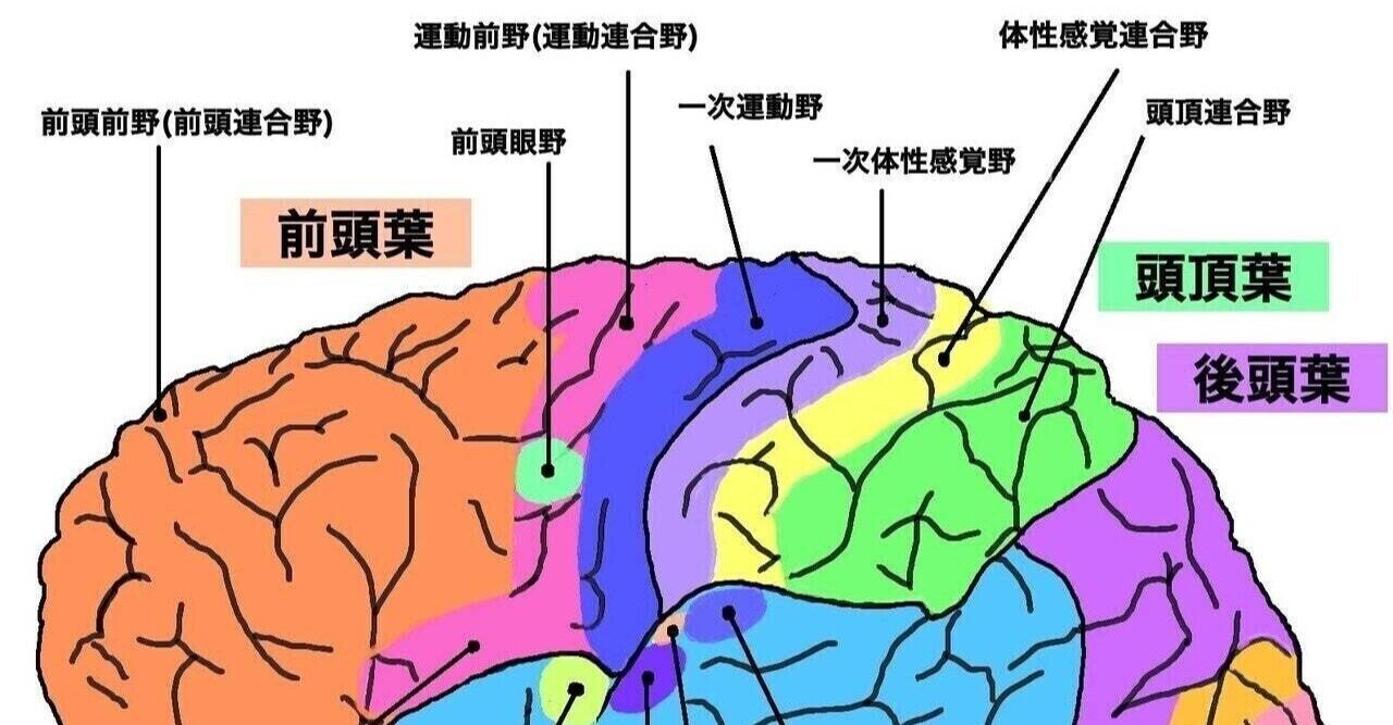 ビジュアル脳神経外科 1 前頭葉・頭頂葉 前頭葉・頭頂葉 (ビジュアル脳神経外科 Anatomy & Surgical Approach 1