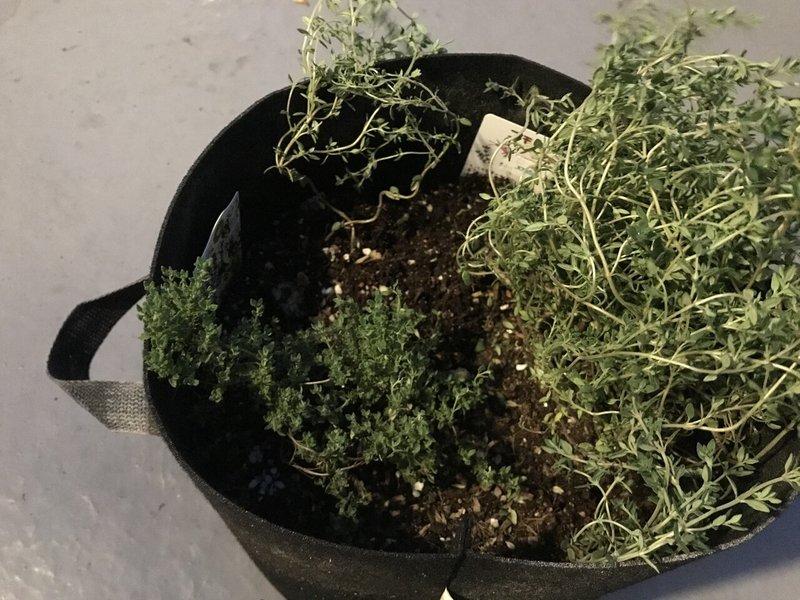 忍者タイム 静かな侵略者タイムの茎伏せと収穫 おがばん 拝万里 Note