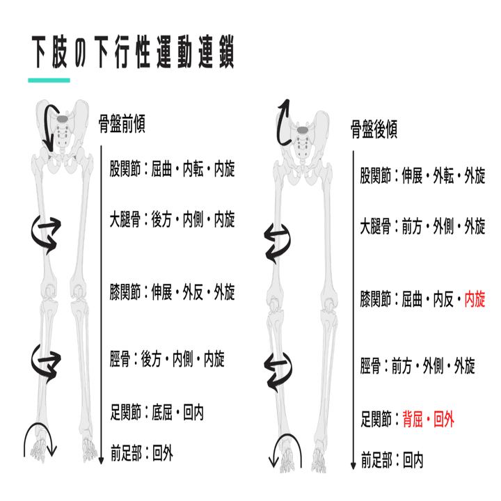 股関節からみた変形性膝関節症｜武田 純一