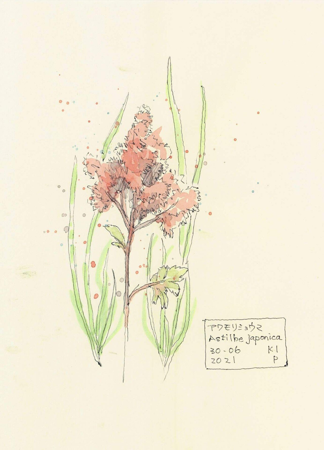 アワモリショウマ アスチルベ Pochifonie Note アワモリショウマ アスチルベ Pochifonie Note