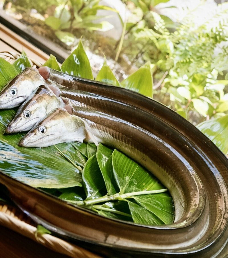 7月 夏の魚といえば鱧 廃れ者 が脚光を浴びるまで 懐石小室 Note