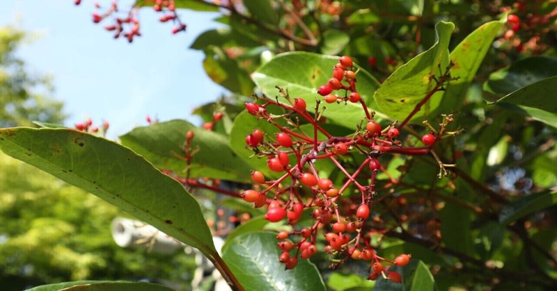 6月30日 取り留めのない話 ろりすけ Note