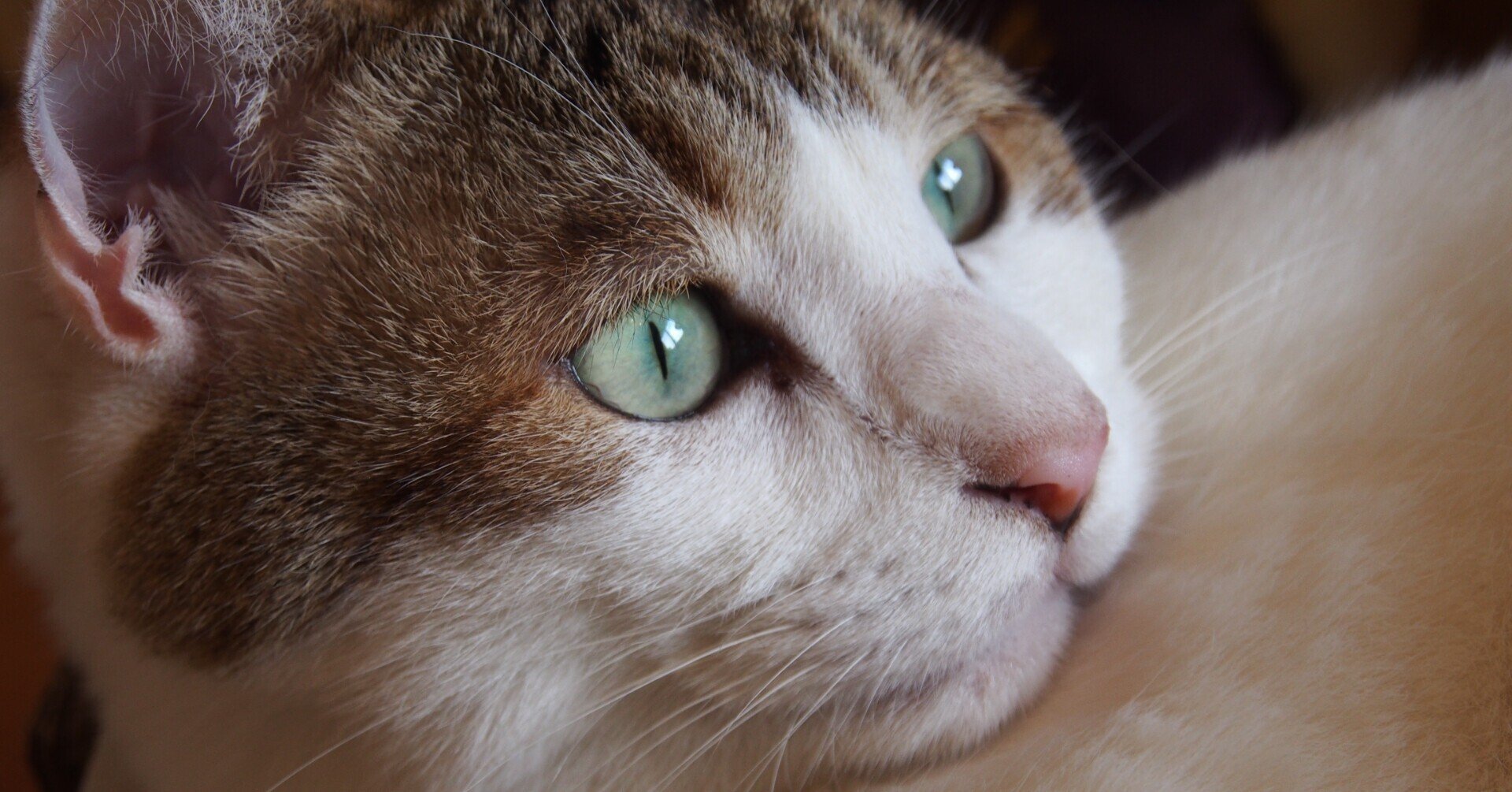 猫日記ー妄想編ー「反抗期の猫」｜dekoneko｜note