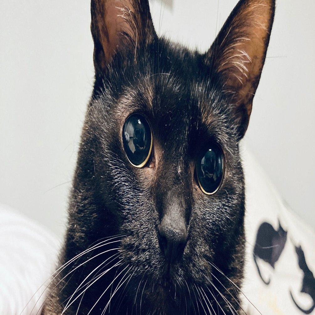 一人暮らし 保護猫を譲ってもらえない問題 紅葉 もみじ Note