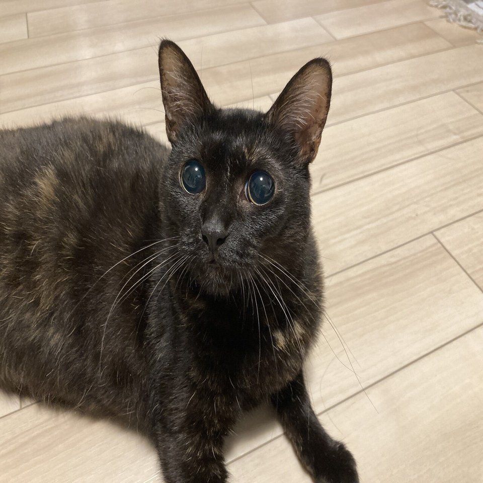 一人暮らし 保護猫を譲ってもらえない問題 紅葉 もみじ Note