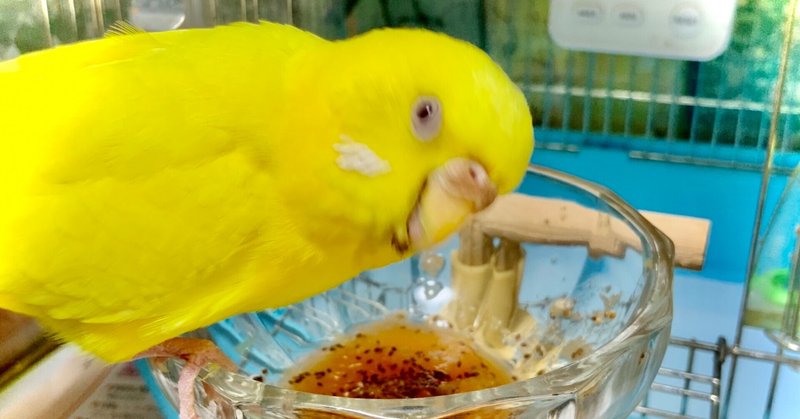 鳥の病気 の新着タグ記事一覧 Note つくる つながる とどける