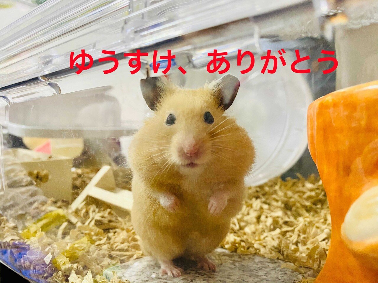 ハムスターの病院シール（ハムちゃんのびょういん2） きんちゃん、小さな腫瘍が見つかる…。動物病院でハムドック