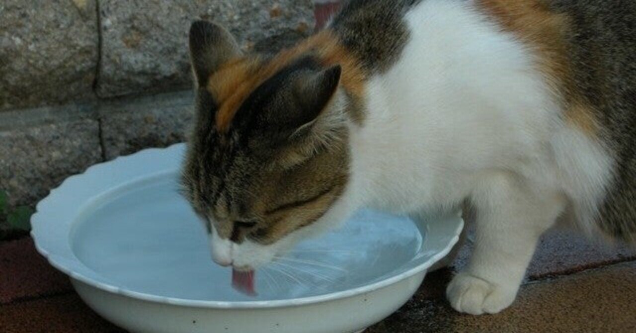 実録 16時間プチ断食ファスティングダイエット記録 痩せなかったのは何故か 検証 めげないやつ子 Note 実録 16時間プチ断食ファスティングダイエット記録 痩せなかったのは何故か 検証 めげないやつ子 Note