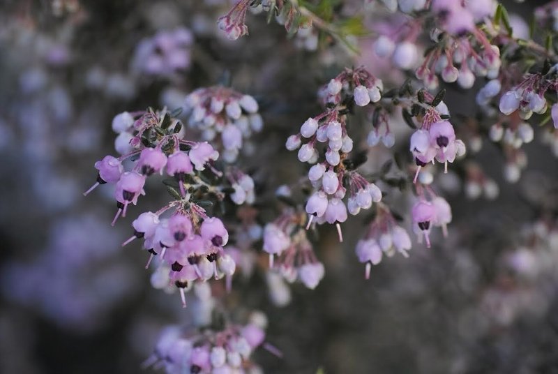 1月の新宿御苑で見つけた花たち クリハラ Note 1月の新宿御苑で見つけた花たち クリハラ Note