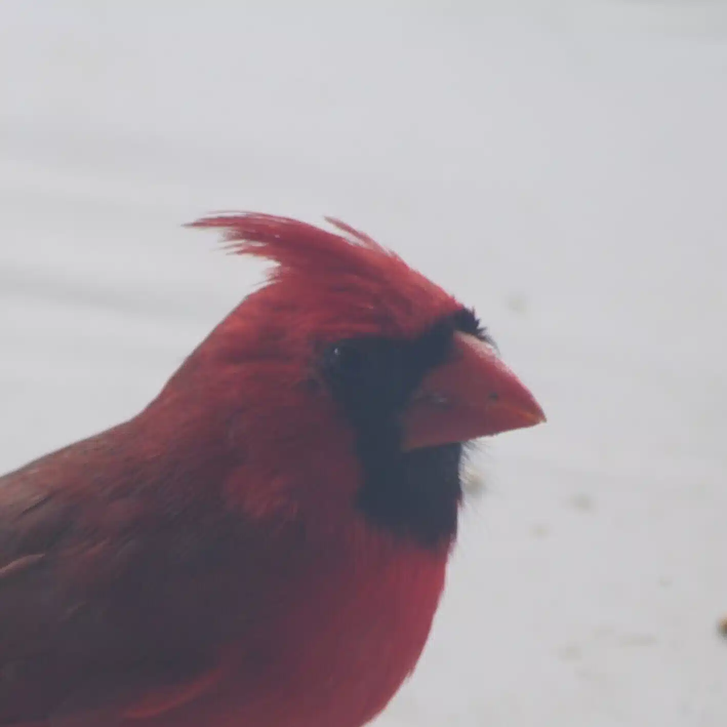 師之井景介/Cardinal-Man