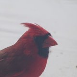 師之井景介/Cardinal-Man