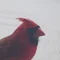 師之井景介/Cardinal-Man