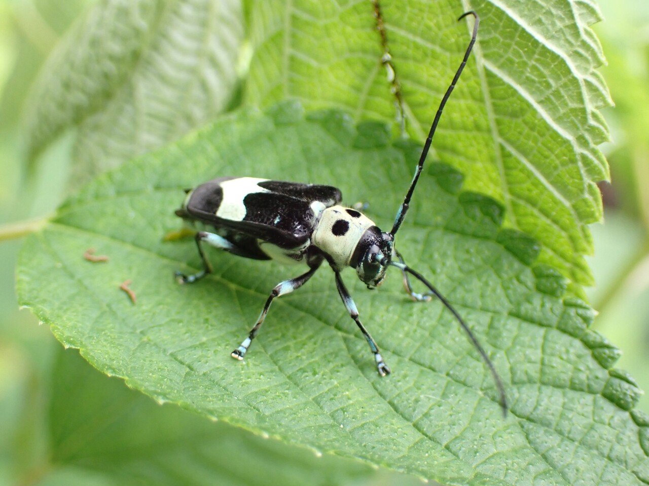 カミキリが多い|シムウゾ カミキリが多い|シムウゾ