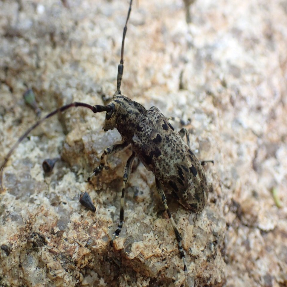 カリマンタン島の美麗カミキリ カミキリムシ（日本産カミキリ970種写真公開）