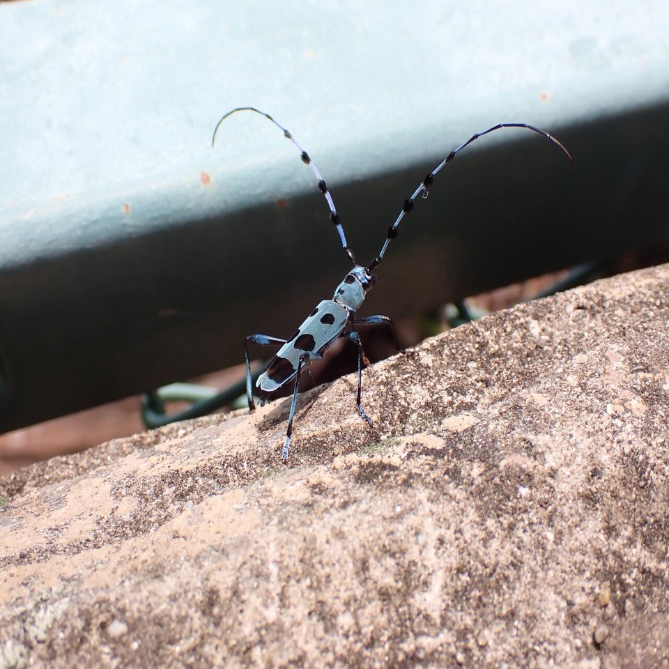カミキリが多い｜シムウゾ