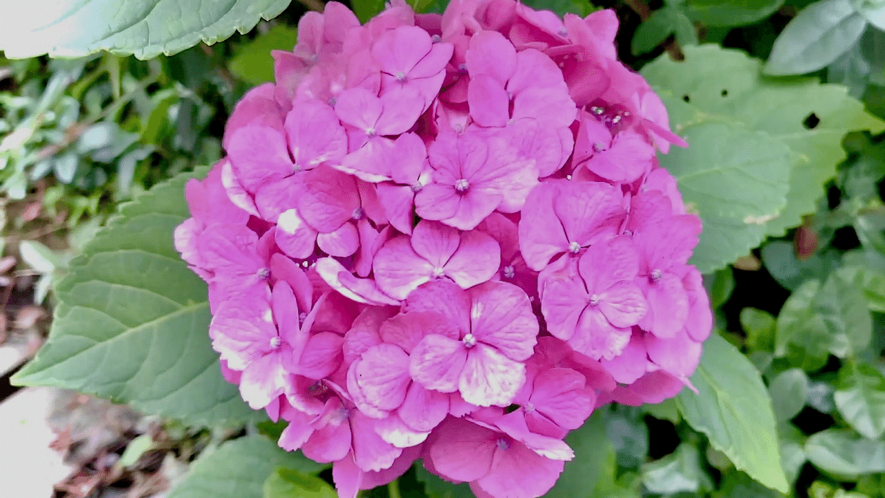 本日のlineタイムライン 散歩中に出会った紫陽花の動画集フルバージョンです Timeline Line Me Post Dvneirbgzzmy3rkajnkhrmlqf5123 リズムデザインtv Note