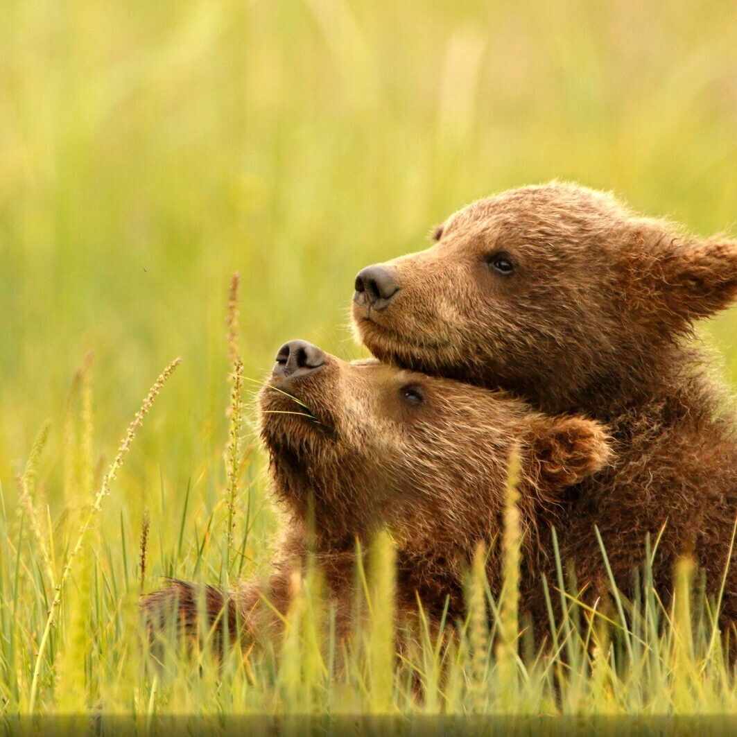 たくあん@給与明細の人