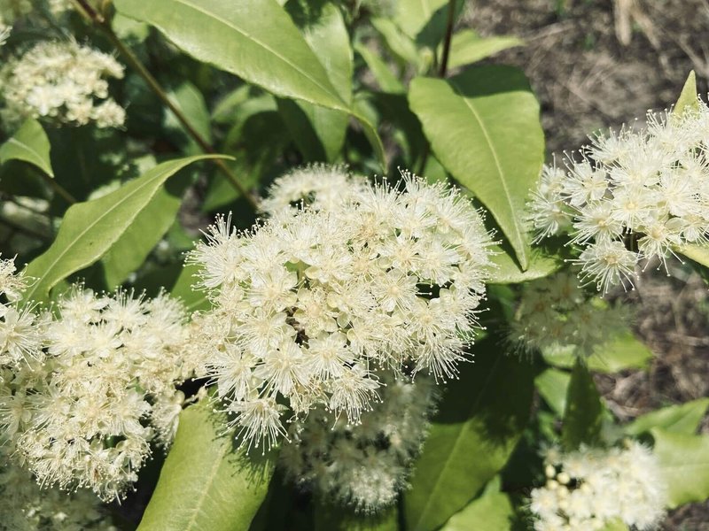 レモンマートル Backhousia Citriodora ころの庭自然菜園ーハーブやアロマもー Note