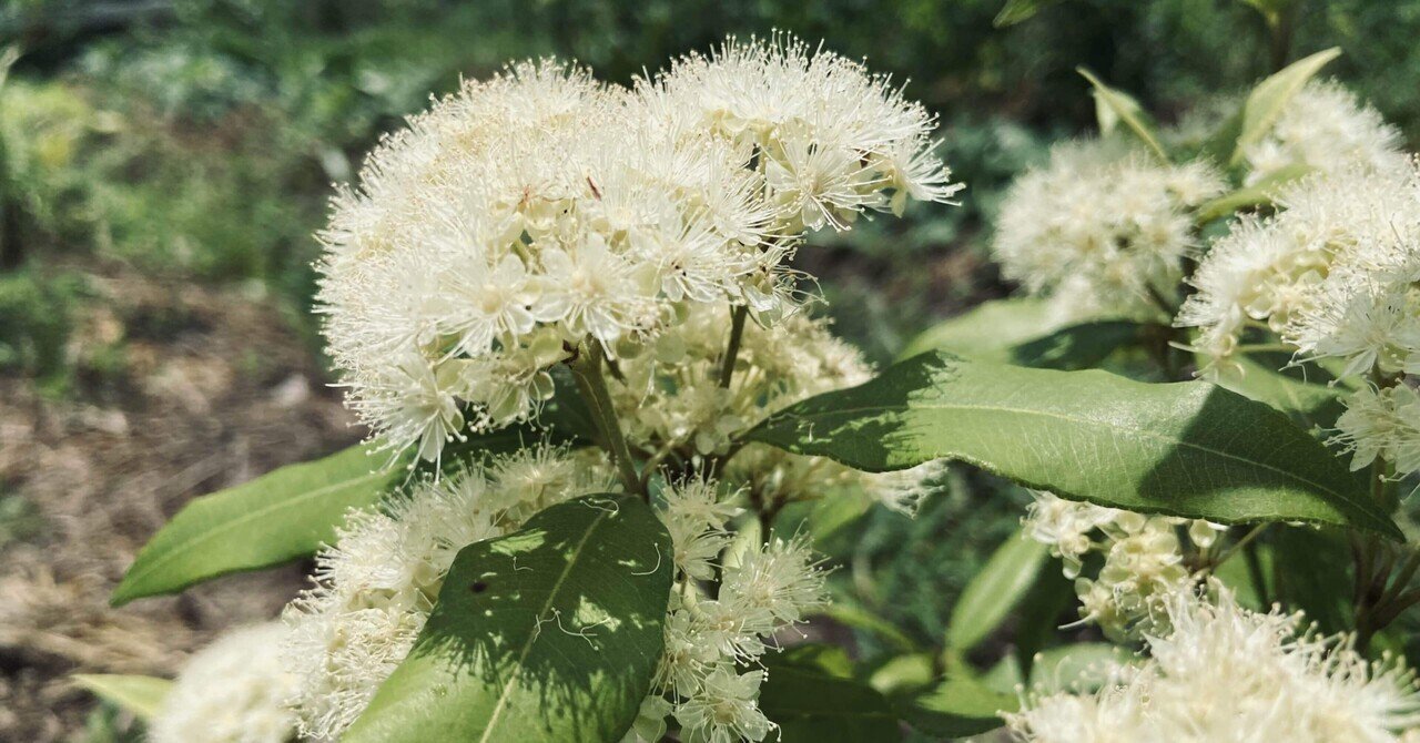 レモンマートル Backhousia Citriodora ころの庭自然菜園ーハーブやアロマもー Note レモンマートル Backhousia Citriodora ころの庭自然菜園ーハーブやアロマもー Note
