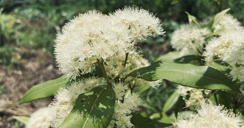 ころの庭レモンマートル の新着タグ記事一覧 Note つくる つながる とどける