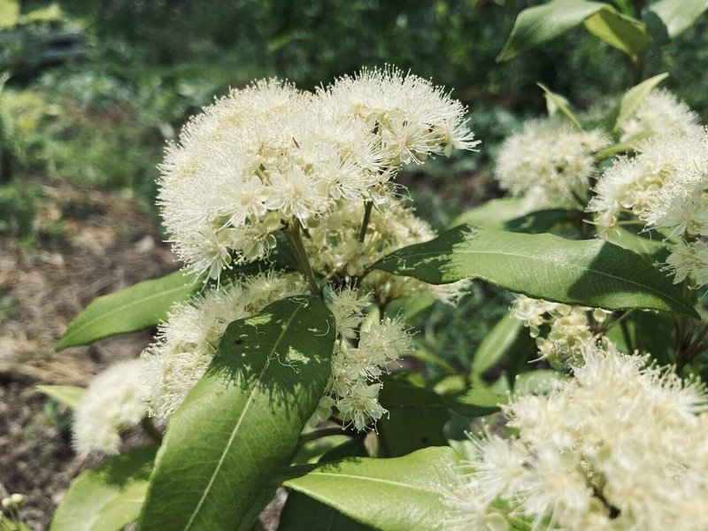 レモンマートル Backhousia Citriodora ころの庭自然菜園ーハーブやアロマもー Note