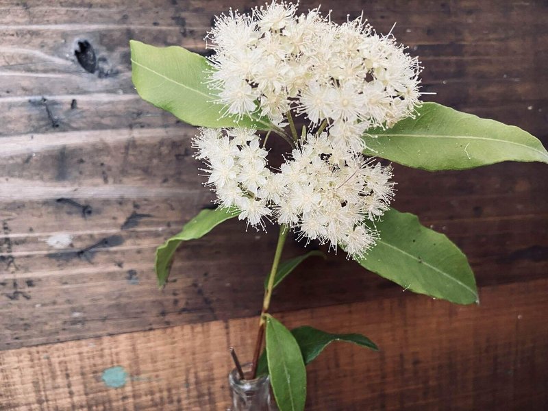 レモンマートル Backhousia Citriodora ころの庭自然菜園ーハーブやアロマもー Note