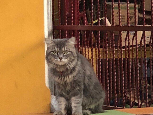 インドネシアは野良猫が多い Kenhappy Note