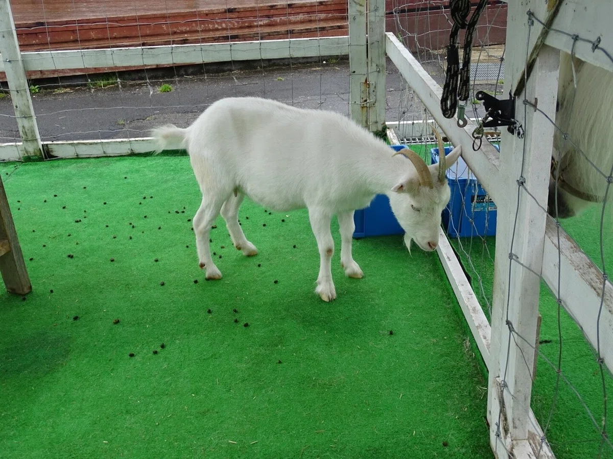 画像37