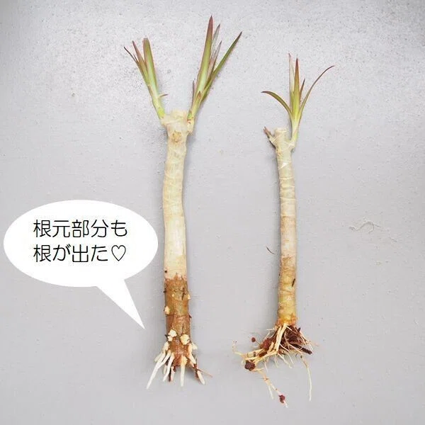 ドラセナ コンシンネの剪定 その後 Co コプラス Note