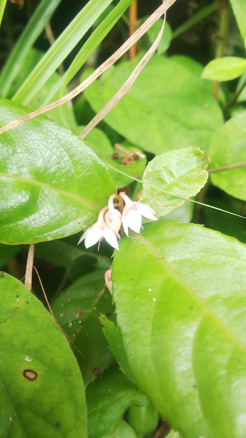 ヤブコウジ 十両 あおはくたき Note
