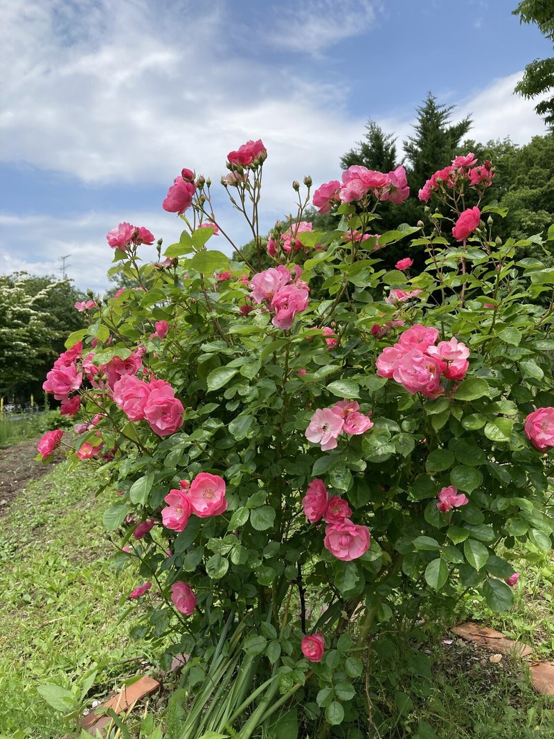 田沢湖ハーブガーデンへ行ってみた Sincerely Herb Ako Note 田沢湖ハーブガーデンへ行ってみた Sincerely Herb Ako Note