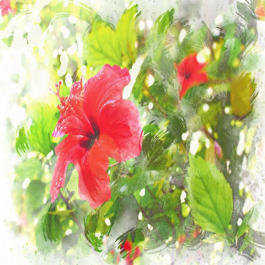 長く愛して頂いている花の写真を、水彩画風に｜素晴木あい