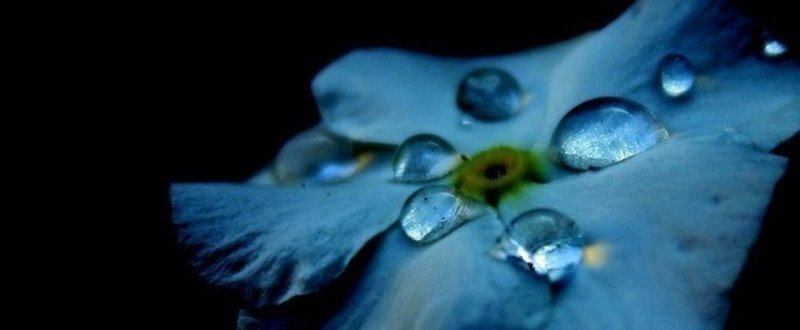 泣いてる青い花と『10万個の子宮』