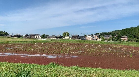 アゾラ：不思議な水生植物が災害後の食糧安全保障を改善できると研究が発表