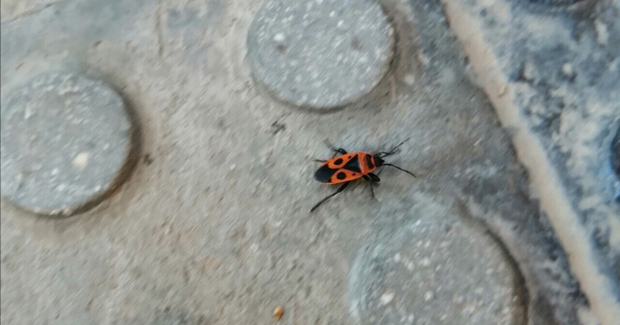 Googleレンズが教えてくれた「虫の名は」○○ムシの一種だった！12年来の謎が解明したよ！｜Sacha【スペイン語×英語×日本語】