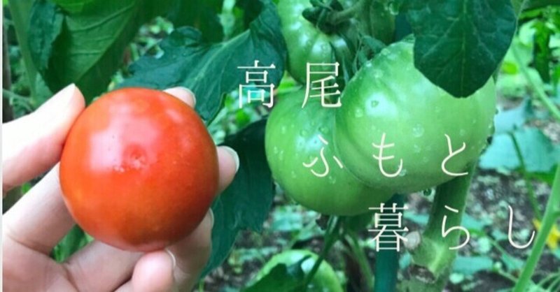 トマトの成長記録 Celtic Moon Plus Note トマトの成長記録 Celtic Moon Plus Note
