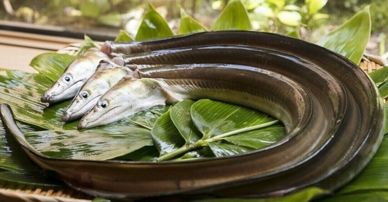 7月 夏の魚といえば鱧 廃れ者 が脚光を浴びるまで 懐石小室 Note 7月 夏の魚といえば鱧 廃れ者 が脚光を浴びるまで 懐石小室 Note